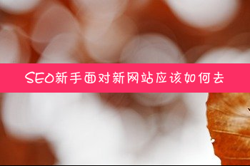 SEO新手面对新网站应该如何去优化